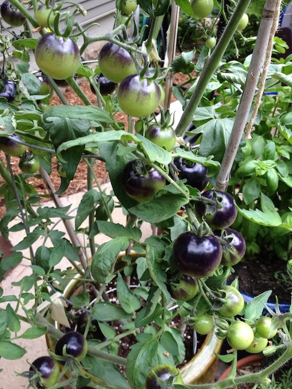 Indigo Rose tomatoes were gorgeous, but didn’t taste like much