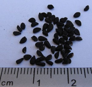 Nigella sativa seed Photo TheGoblin
