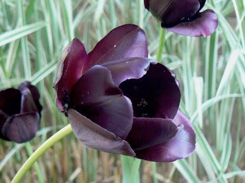 Black tulip photo Lisa J G