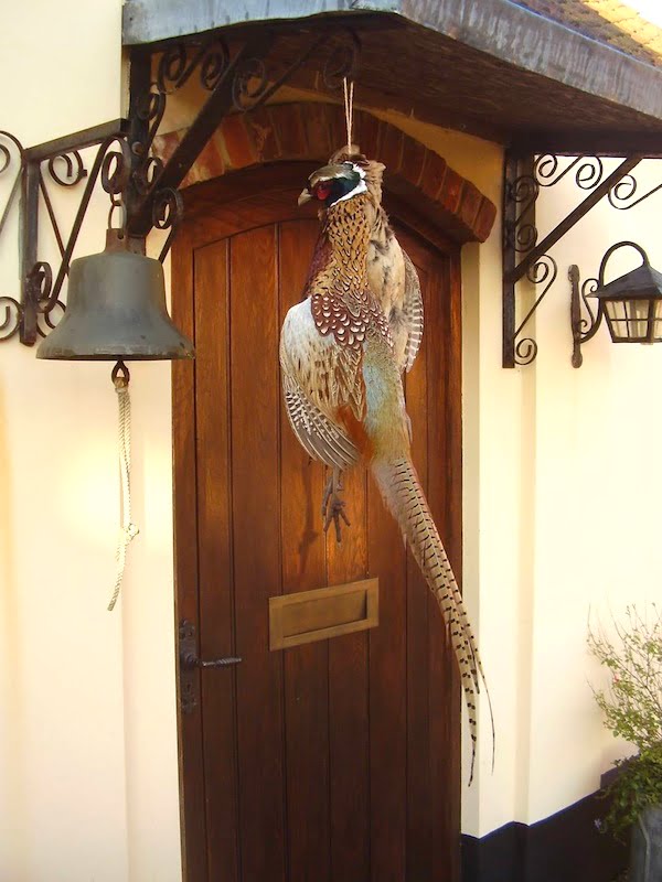 hanging pheasant