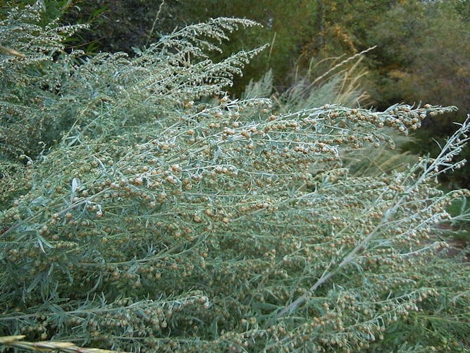 Artemisia absinthium. Photo Matt Lavin from Bozeman, Montana, USA