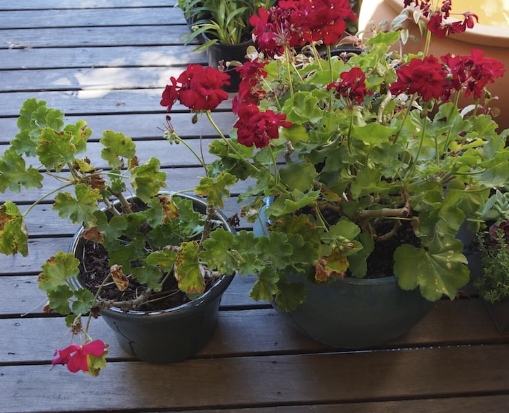 Pelargonium Big Pink (left) and Big Red (right). As if you couldn't tell...