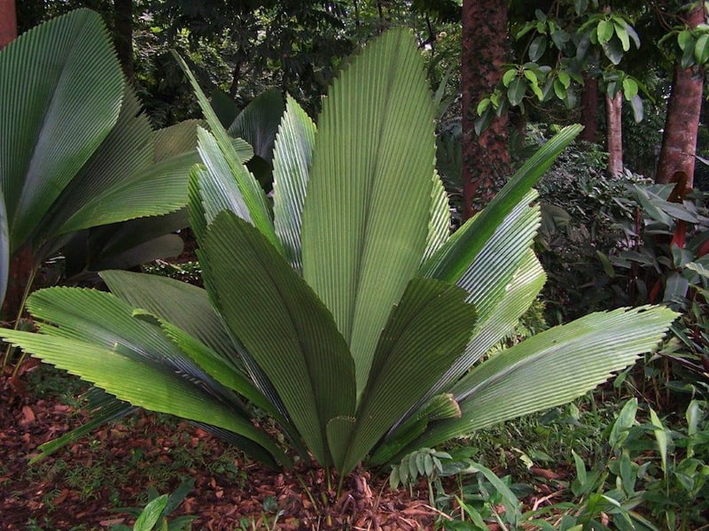 Johannesteijsmannia lanceolata, Singapore Botanical Gardens