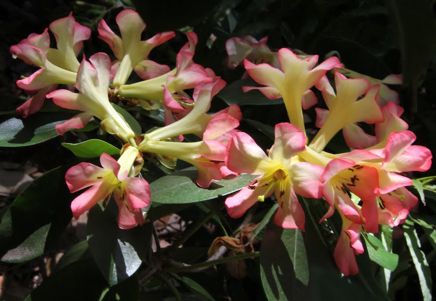 Vireya Rhododendron