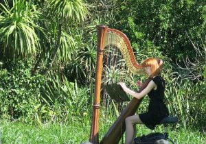 The wedding harpist