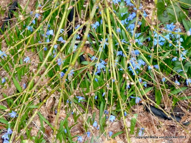 Scilla siberica under Acer japonicum branches