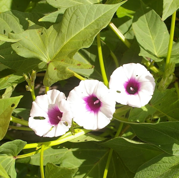 Attractive flowers are produced by the sweet potato in late summer