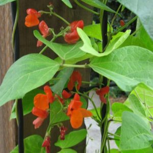 Scarlet Runner Bean flowers