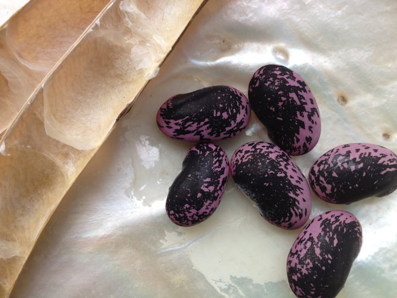 Scarlet Runner Bean pod and contents