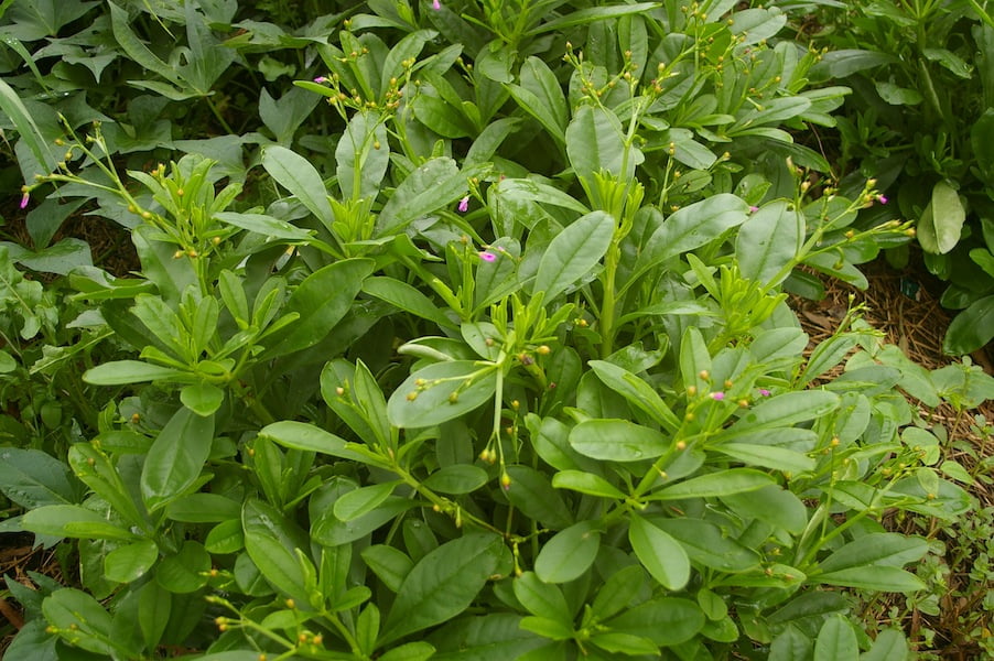 Surninam spinach produces quantities of succulent leaves
