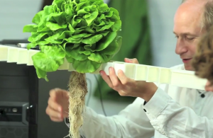 Aeroponic lettuce from CombaGroup
