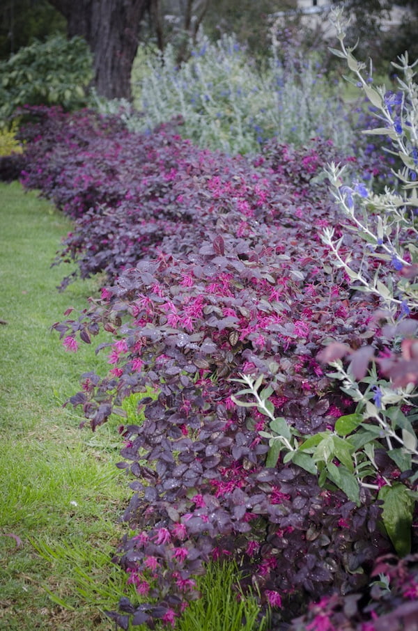 Colourful hedge of Loropetalum 'Plum Gorgeous'