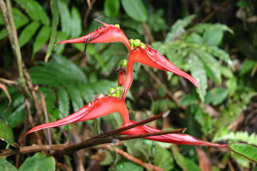 Endemic Heliconia cuculata