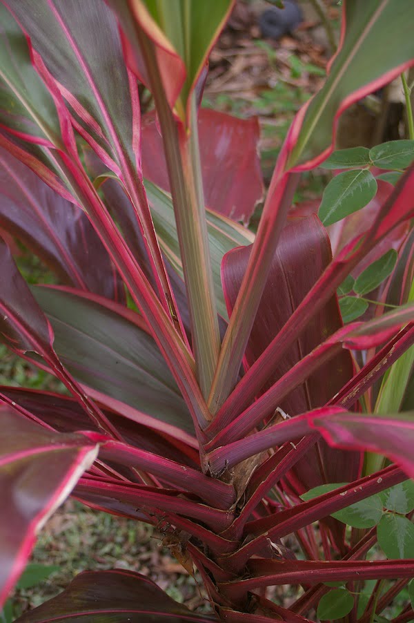 Cordyline fruticosa 'Baptistii' aka 'Kilauea'