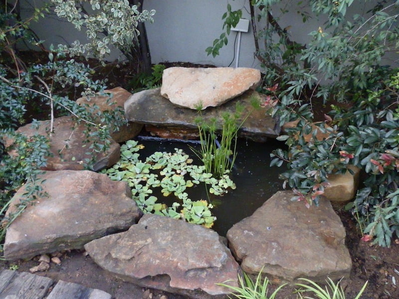 Small pond water feature