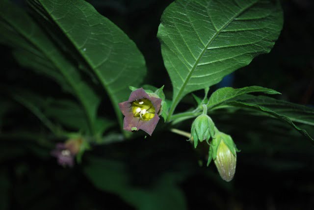 Atropa belladonna (deadly nightshade)