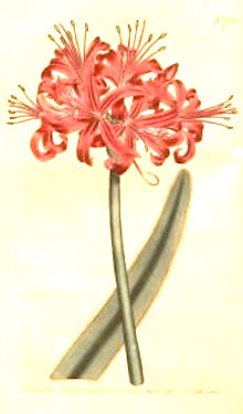 Nerine curvifolia (now N. sarniensis), Guernsey lily Curtis’ The Botanical Magazine or Flower Garden Displayed Cape bulbs like this were select ‘novelties’ and are still valued