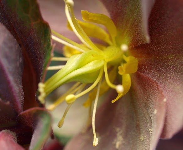 Cone-like structures inside the hellebore flower