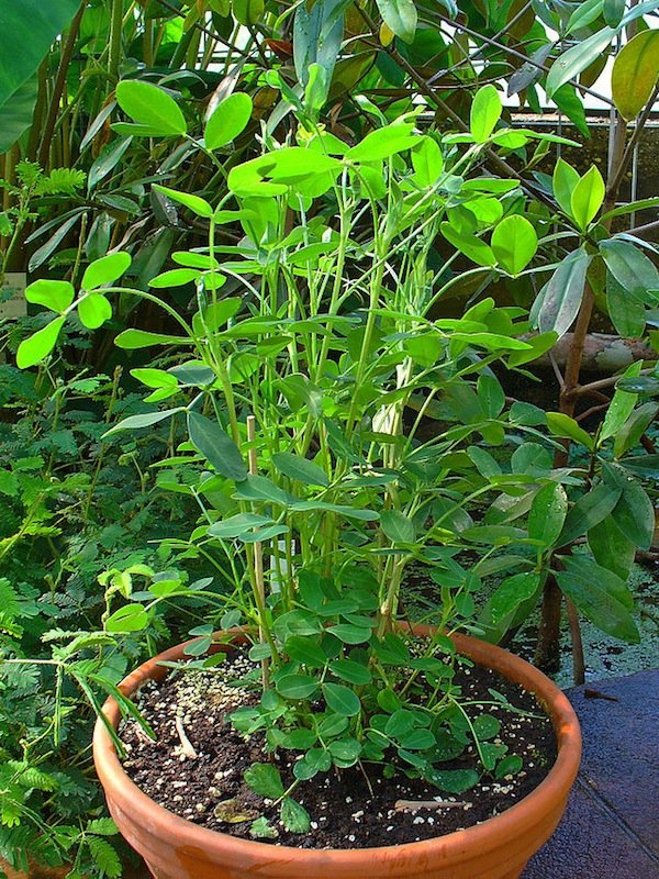 Peanut, Arachis hypogaea, growing in a pot. Photo H.Zell