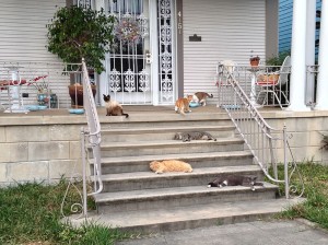 Seven cats on the front porch. Photo Bart Everson