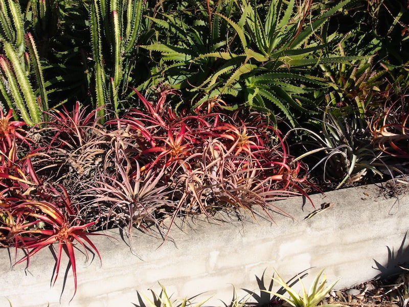Dyckia comes in many colours which seem to intensify in colder weather