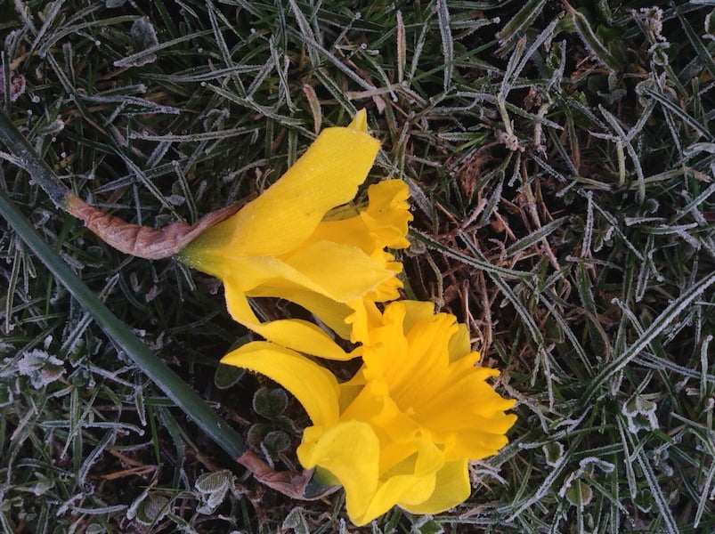A severe frost in mid August saw these daffodils frozen and bent down on the lawn. They thawed out just fine