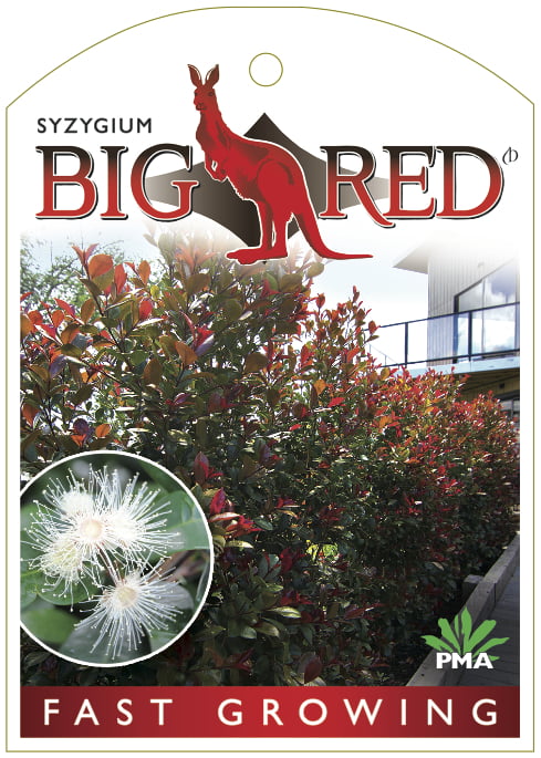 Syzygium Big Red Label Front Print