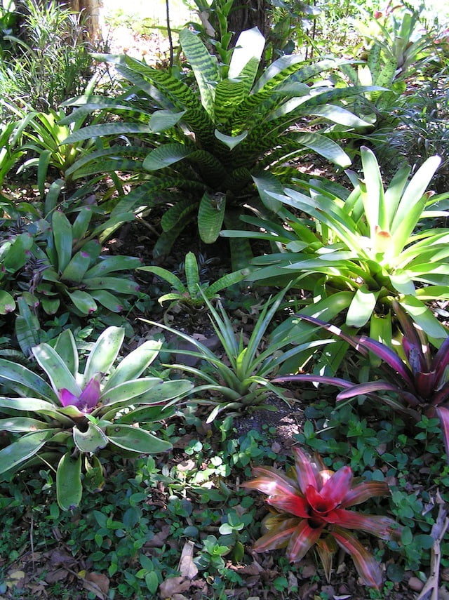 Shade-loving bromeliads thrive in the subtropics