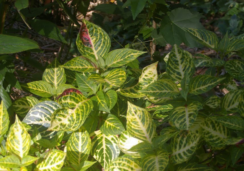 Iresine diffusa 'Formosana' with yellow variegation and pointed leaves