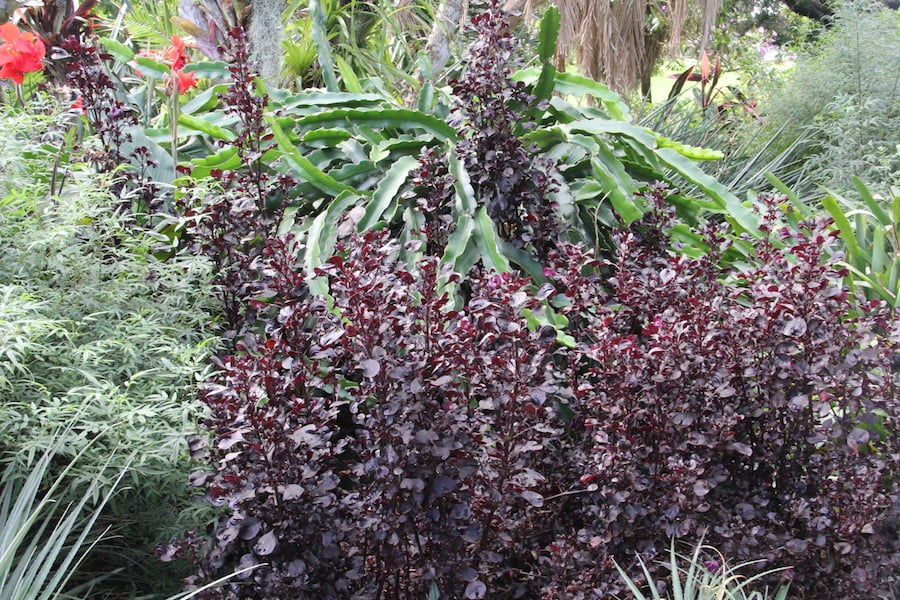 Iresine diffusa 'Wallisii' provides contrast in a folige planting