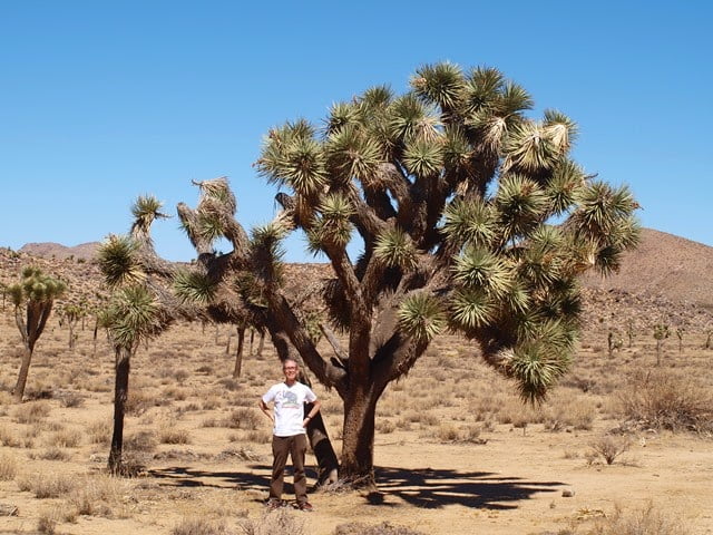 Joshua Tree (Yucca brevifolia) - thanks Lynda for this picture