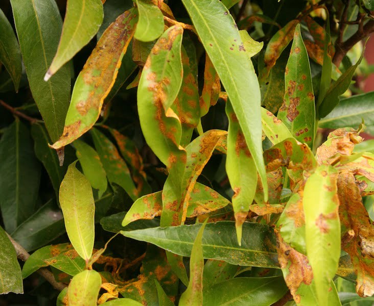 Myrtle rust on Waterhousea floribunda (syn. Syzygium floribundum)