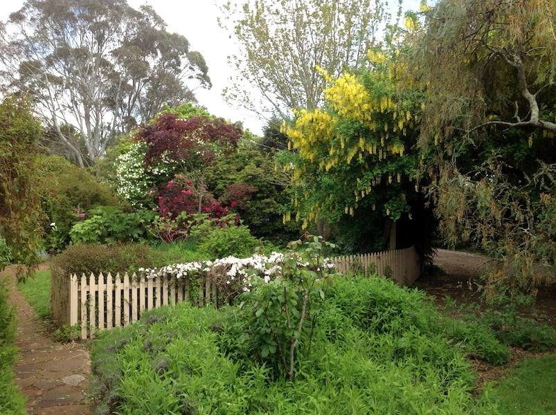 A beautiful spring in my Tasmanian garden