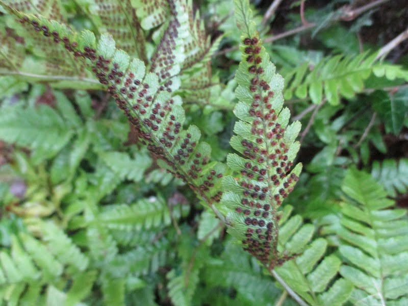 Fern spores ready for collecting