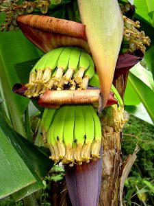 Cavendish banana showing the developing fruit. Photo by *Spatz* (Creative Commons Licence 3.0)