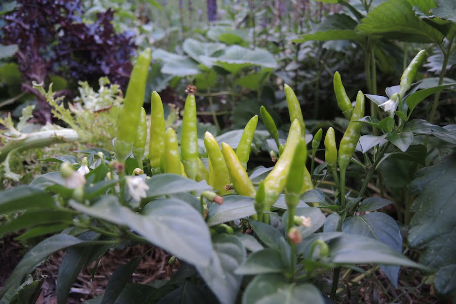 Early chillies