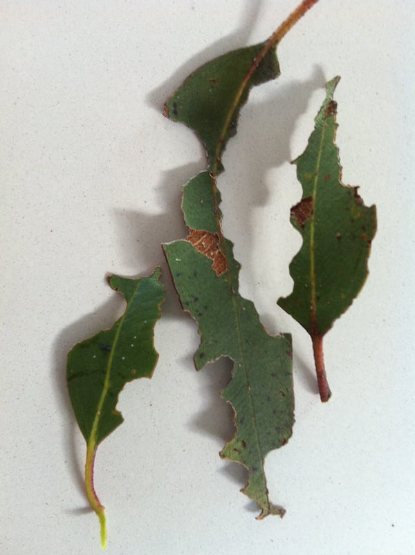 Gum leaves chewed by spiny leaf insects