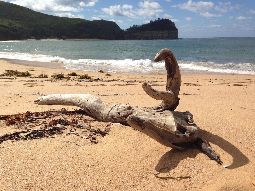 Stunning driftwood on Maitland Beach. Could any other sculpture be more apt? Photo: Janna Schreier