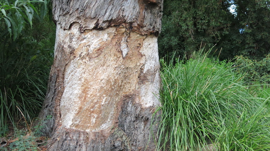 The gash in the Separation tree's bark