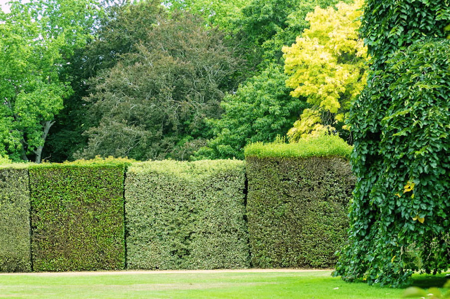 Wombat Park's tapestry hedge