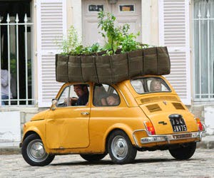 car with plants