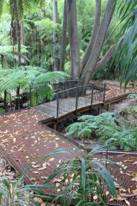 Boardwalk, bridge and tree Fern Gully, Melbourne Royal Botanic Gardens