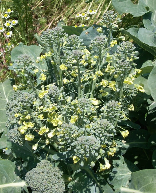 Broccoli flowers