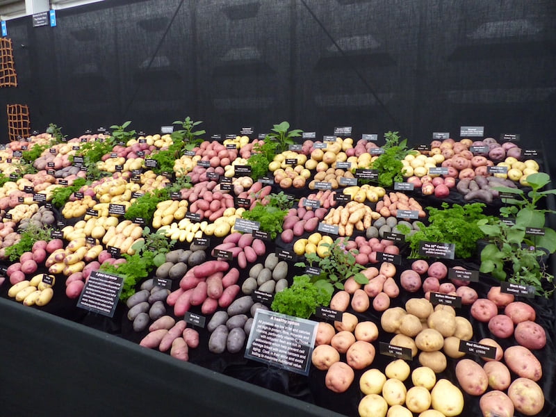 Chelsea Flower Show 2015 extraordinary things to see perfect potatoes