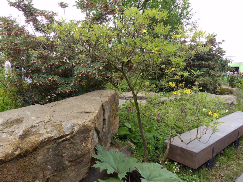 Laurent-Perrier Chatsworth Garden, designed by Dan Pearson. Photo Helen Young