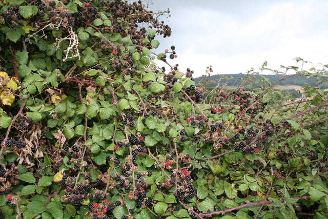 Blackberries near Wimple Cross geogrpahe.org.uk
