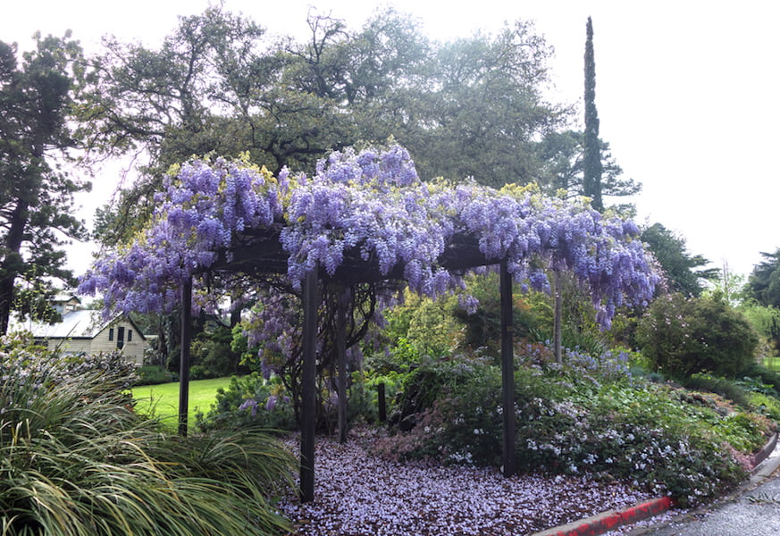 Wisteria covered pergola provides access through the Kirkhope rockery to what was the bull paddock: photo Anne Vale