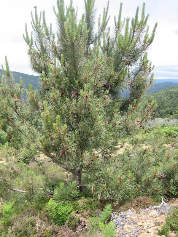 Pine in the characteristic Serra d'Arga terrain, Portugal