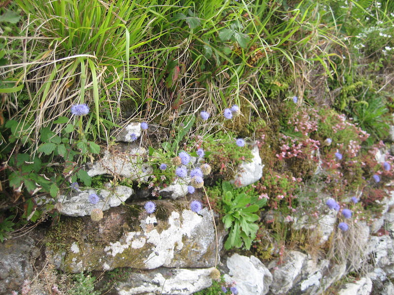 Portugal Serra d’Arga. Sedges and wildflowers on dry stone wall