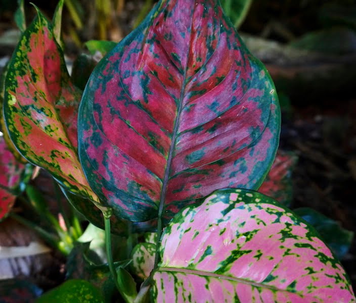 Aglaonema, the Tropic's luckiest plant GardenDrum